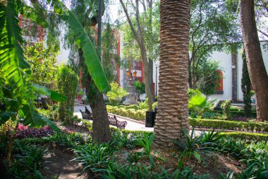 Mexico City 'de ağaçlar ve çalılarla dolu huzurlu bir park.
