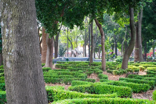 Parque pacífico con árboles y arbustos en la Ciudad de México —  Fotos de Stock