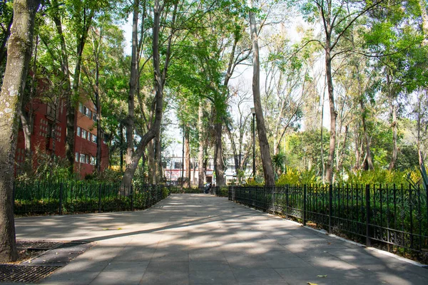 Parque pacífico con árboles y arbustos en la Ciudad de México —  Fotos de Stock