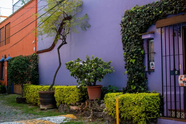 Maison hispanique pourpre et beaux buissons à Mexico — Photo