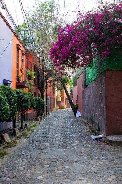 Colorful Hispanic houses and flowers in alley from Mexico City