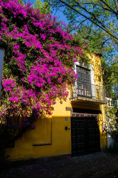 Maison jaune classique et belles fleurs à Mexico — Photo