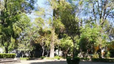 Coyoacan 'dan huzur dolu bir parkta yürüyen insanlar.