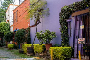 Mor İspanyol evi ve Mexico City 'de güzel çalılar.