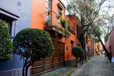 Mexico City 'de renkli İspanyol evleri ve güzel çalılar.