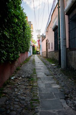 Mexico City sokaklarında renkli İspanyol evleri ve ağaçlar