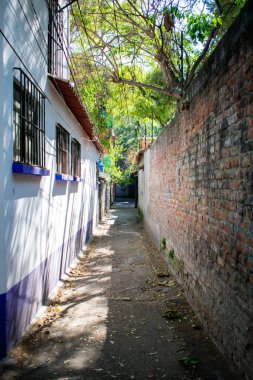 Mexico City sokaklarında renkli İspanyol evleri ve ağaçlar