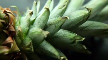 Masa örtüsü olan bir masada izole edilmiş ananas.