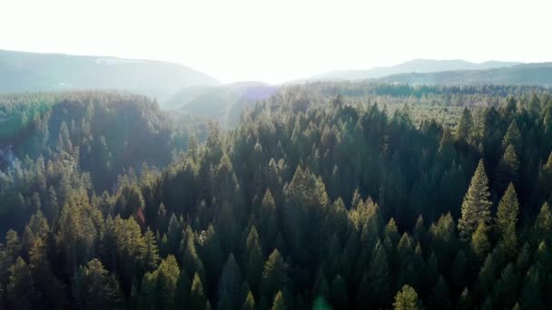Красивий і мирний ліс з горами на відстані — стокове відео