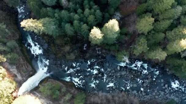 Bellissimo fiume roccioso e cascata nel mezzo di una foresta — Video Stock