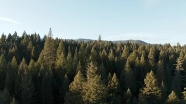 Açık mavi gökyüzünün altında güzel ve huzurlu bir orman.