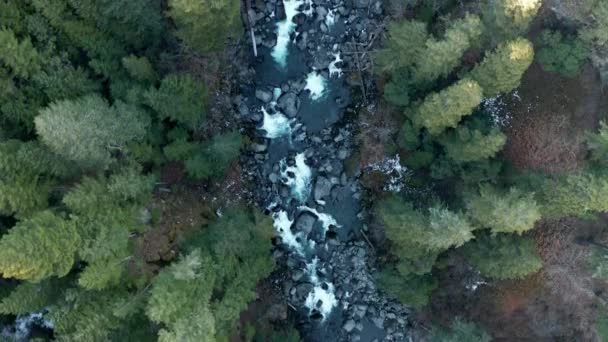 Indah berbatu sungai di tengah hutan — Stok Video