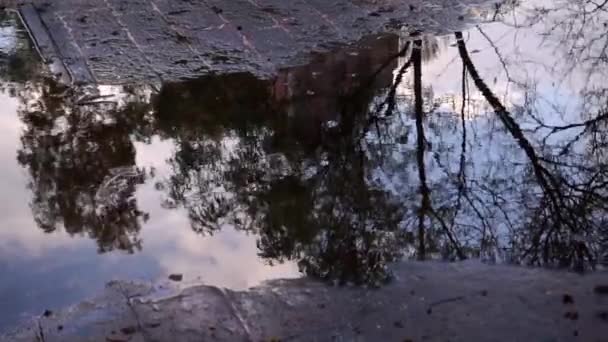 Pohon dan langit mendung tercermin pada genangan air di trotoar — Stok Video