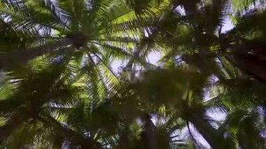 Güneşli bir günde güzel palmiye ağaçlarının alçak açılı manzarası