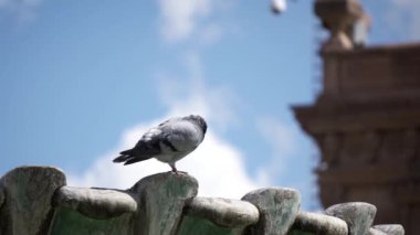 Arka planda mavi gökyüzü olan beton bir çeşmede güvercin tımar ediliyor.
