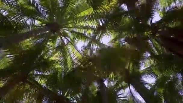 Güneşli bir günde güzel palmiye ağaçlarının alçak açılı manzarası — Stok video