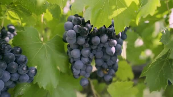 Ein Bündel lila Trauben hängt vor verschwommenem Hintergrund an der Weinrebe — Stockvideo