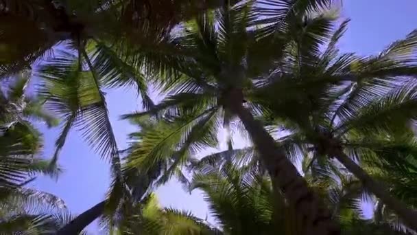 Низькокутний вид на красиві пальми в сонячний день — стокове відео