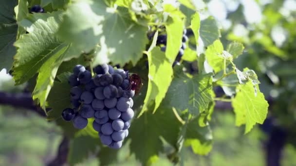 Ein Bündel lila Trauben hängt vor verschwommenem Hintergrund an der Weinrebe — Stockvideo