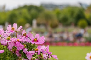 Arka plan olarak bulanık ağaçları olan güzel pembe çiçekler.