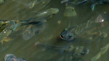 Sevimli balıklar başlarını sudan çıkarıyorlar.