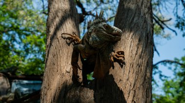 Arka planda yeşil yapraklı iki ağaç dalı arasında dinlenen iguana