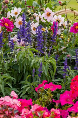 Bahçedeki bir grup farklı güzel ve renkli çiçek.