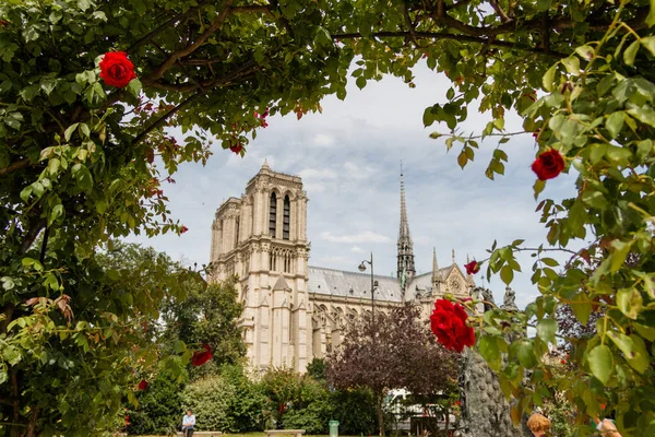 Arch of green leaves and roses with the Notre Dame Cathedral as background