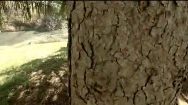 Bir ağacın gölgesinde sallanan sevimli küçük kız.