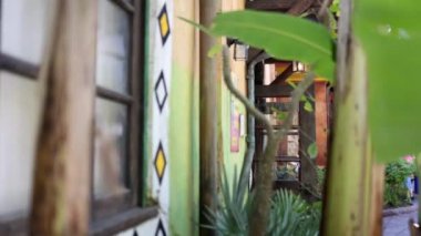 Arkaplan olarak renkli pencere çerçevesine sahip bitkinin yakın plan görüntüsü