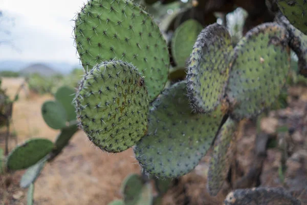 Burnt Mexican nopal cactus plants with blurry background