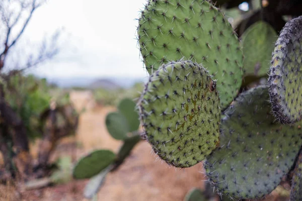 Burnt Mexican nopal cactus plants with blurry background