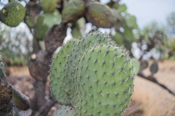 Καμένα μεξικάνικα nopal κάκτους φυτά με θολή φόντο — Φωτογραφία Αρχείου