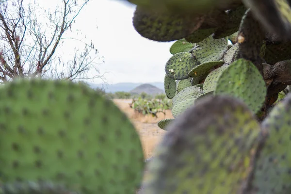 Burnt Mexican nopal cactus plants with blurry background