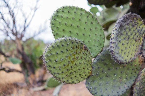 Cactus nopal mexicain brûlé avec fond flou — Photo