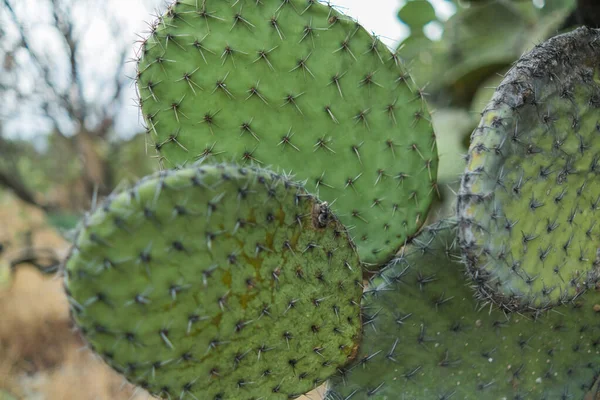 Burnt Mexican nopal cactus plants with blurry background