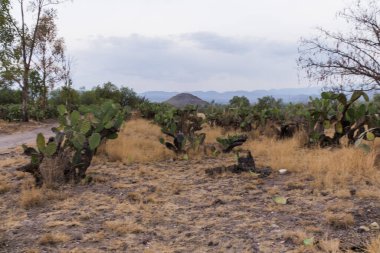 Teotihuacan piramidi olan Meksika nopal çiftliği