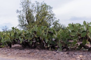 Arka planda bulutlu gökyüzü olan Meksika nopal çiftliği