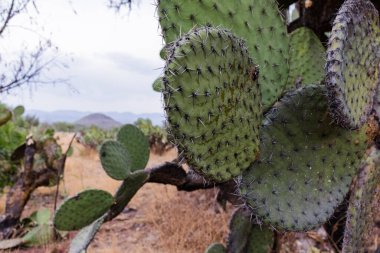 Bulanık arkaplanı olan Meksika nopal kaktüsleri.