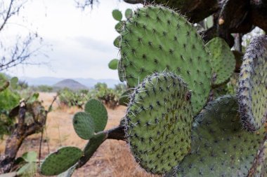 Geçmişi çöl olan yanmış Meksika göçebe bitkileri.