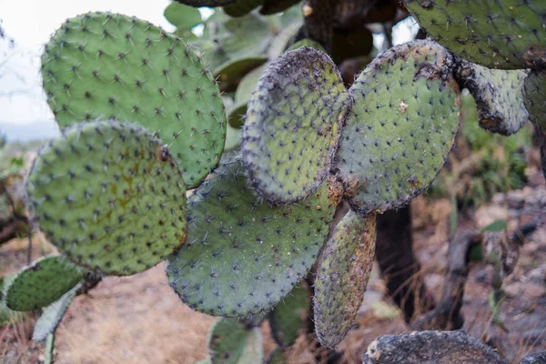 Καμένα μεξικάνικα nopal κάκτους φυτά με θολή φόντο — Φωτογραφία Αρχείου