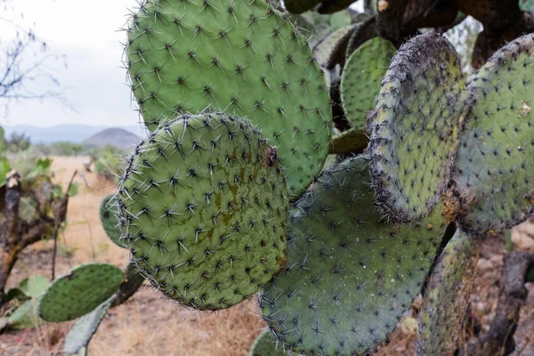 Verbrannte mexikanische Kakteenpflanzen mit verschwommenem Hintergrund — Stockfoto