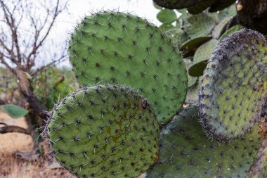 Bulanık arkaplanı olan Meksika nopal kaktüsleri.