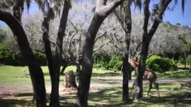 Safaride ağaçların arkasında yürüyen bir zürafanın güzel manzarası.