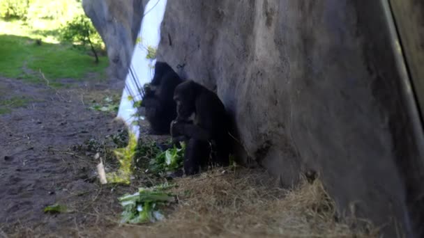 Gorilas pacíficos descansando e comendo à sombra no zoológico — Vídeo de Stock
