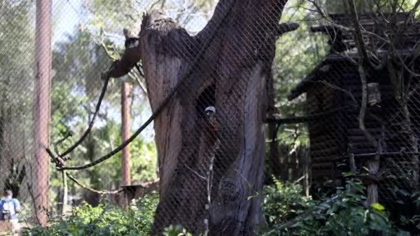 Verspielter Lemur springt im Zoo von Baum hinter Netz — Stockvideo