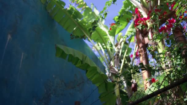 Vista ad angolo basso di foglie di palma e fiori rossi accanto alla parete blu — Video Stock