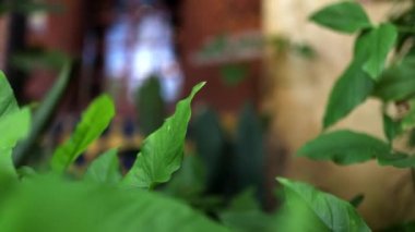 Kırmızı duvarda eşkenar şekilli klasik Afrika kalkanı.