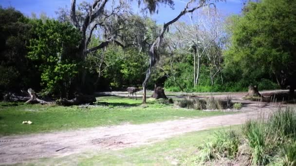Όμορφη θέα των δέντρων και της βλάστησης από σαφάρι με EMU στο βάθος — Αρχείο Βίντεο