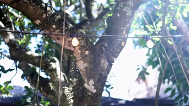 Vista ad angolo basso di alberi e lampadine sotto un cielo luminoso — Video Stock